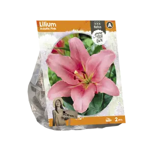 Lilium Asiatic Pink