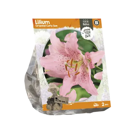 Lilium Oriental Curly Sue