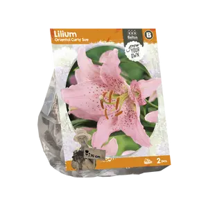 Lilium Oriental Curly Sue