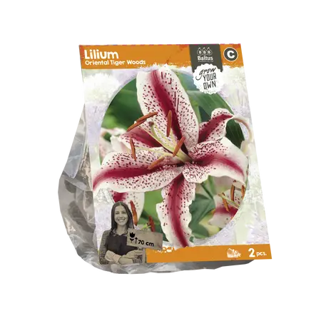 Lilium Oriental Tiger Woods