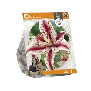 Lilium Oriental Tiger Woods