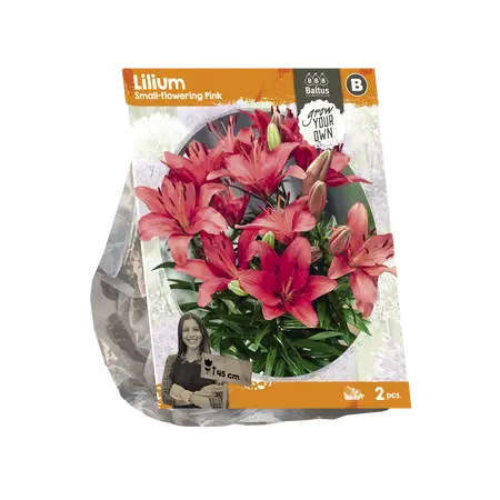 Lilium Small-flowering Pink