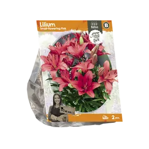 Lilium Small-flowering Pink