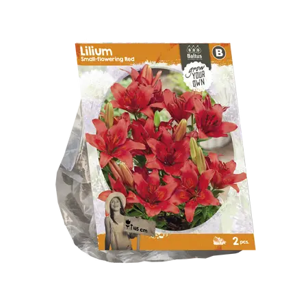 Lilium Small-flowering Red