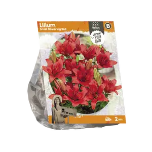 Lilium Small-flowering Red