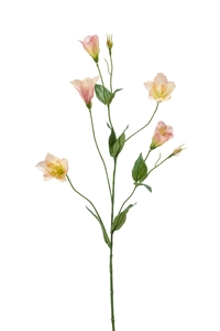 Lisanthus spray peach 72cm