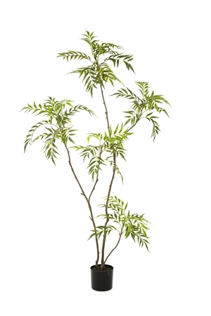 Mahonia forunei tree 180cm