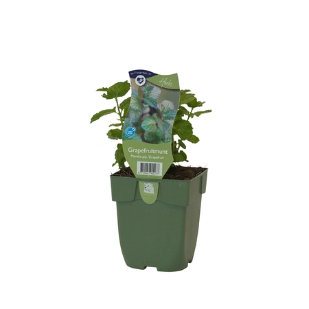 Mentha pip. 'Grapefruit'