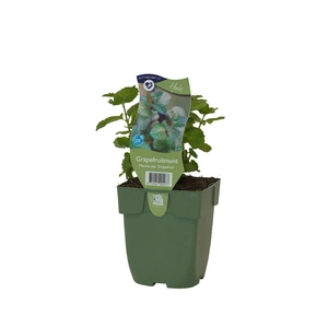Mentha pip. 'Grapefruit'