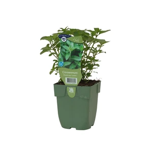 Mentha pip. 'Lemon'