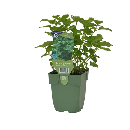 Mentha pip. 'Mandarin'