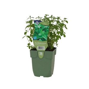 Mentha pip. 'Strawberry'