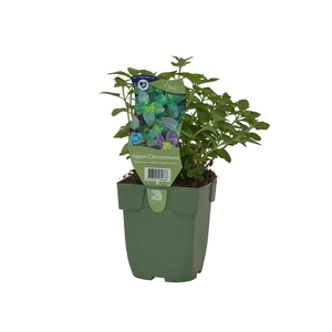 Mentha spic. 'Hillary's Sweet Lemon'