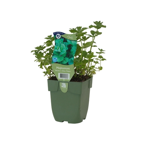 Mentha x villosa 'Mojito'