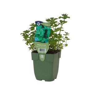 Mentha x villosa 'Mojito'