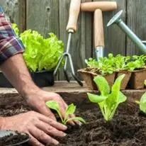 Moestuinplanten