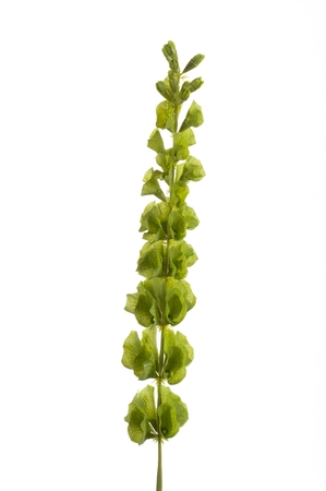 Molucella spray 80cm