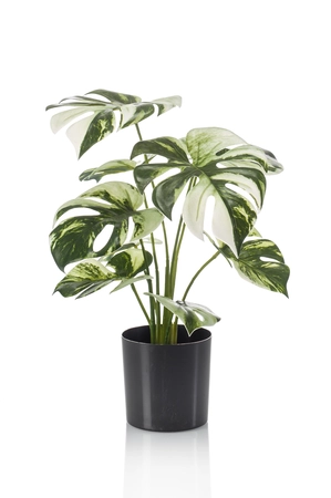 Monstera bush in pot 40cm