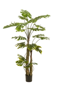 Monstera on trunk 180cm