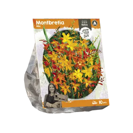 Montbretia Mix