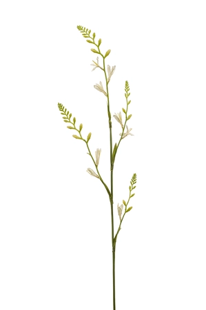 Montbretia spray cream 93cm