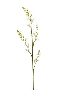 Montbretia spray cream 93cm