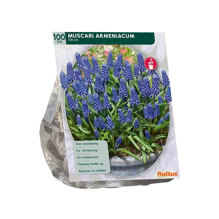 Muscari Armeniacum per 100