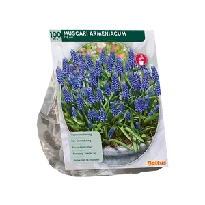 Muscari Armeniacum per 100