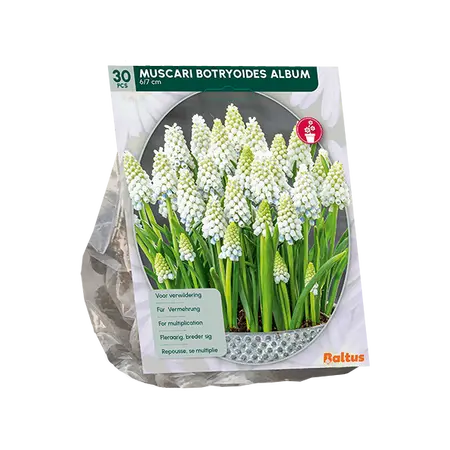 Muscari Botryoides Album per 30