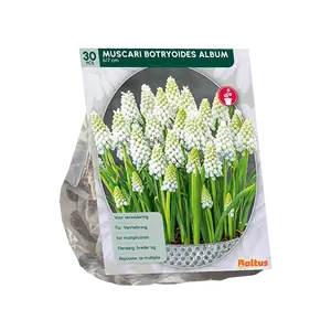 Muscari Botryoides Album per 30