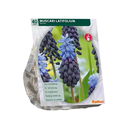 Muscari Latifolium per 40