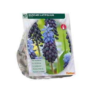 Muscari Latifolium per 40