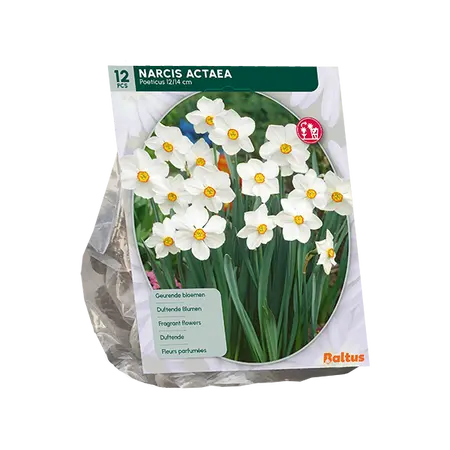 Narcis Actea per 12