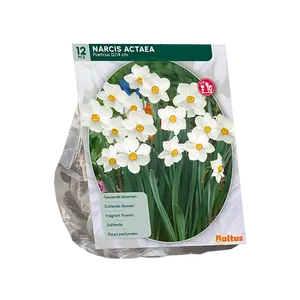 Narcis Actea per 12