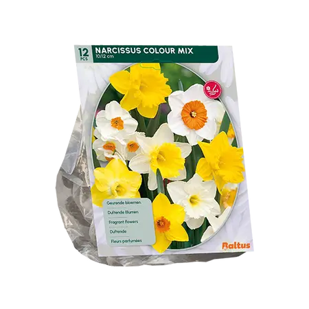 Narcis Colour Mix per 12