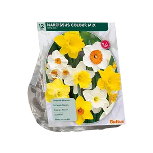 Narcis Colour Mix per 12