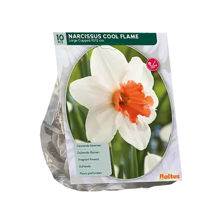 Narcis Cool Flame per 10