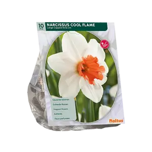 Narcis Cool Flame per 10