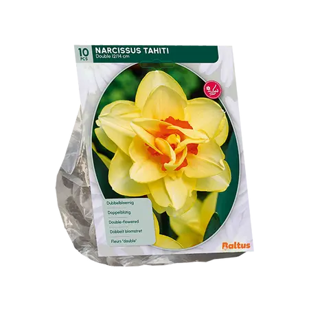 Narcis Dubbel Tahiti per 10
