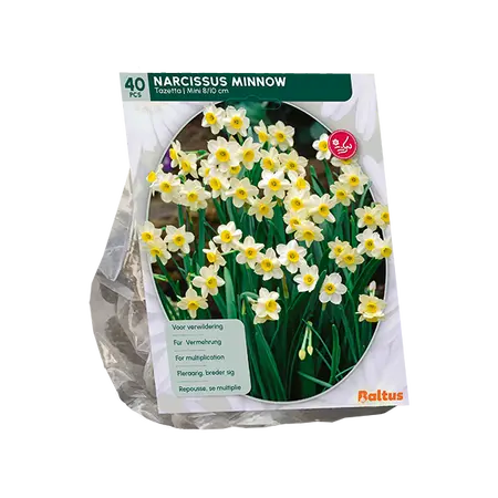 Narcis Mini Minnow per 40