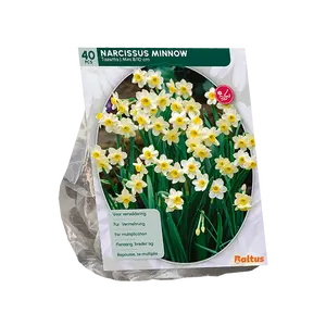 Narcis Mini Minnow per 40