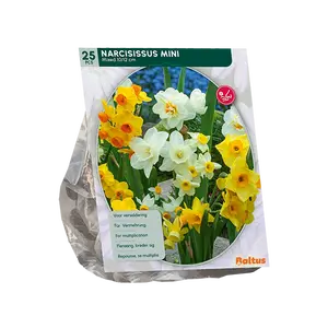 Narcis Mini Mix per 25