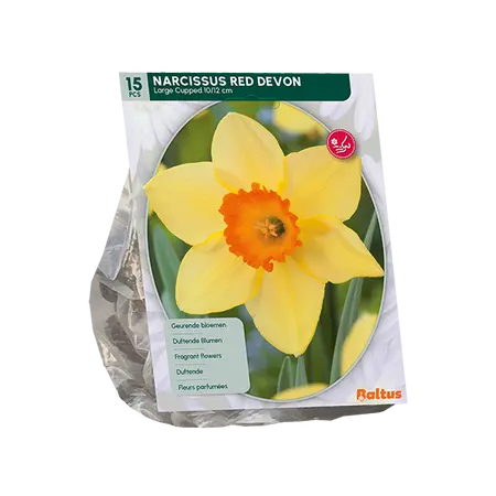 Narcis Red Devon per 15