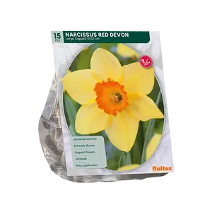 Narcis Red Devon per 15