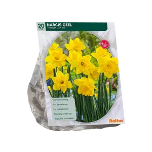 Narcis Trompet, Geel per 15