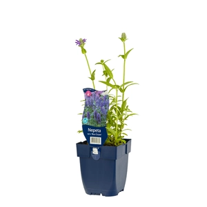 Nepeta nervosa 'Blue Carpet'