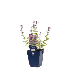 Nepeta rac. 'Grog'