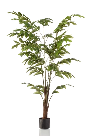 Palm fishtail 155cm