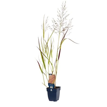 Panicum virg. 'Rehbraun'