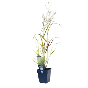 Panicum virgatum 'Squaw'